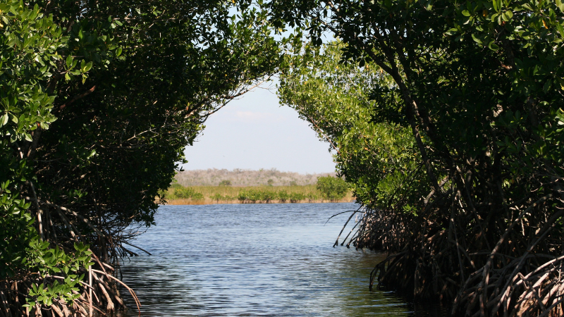 Everglades Miami, FL