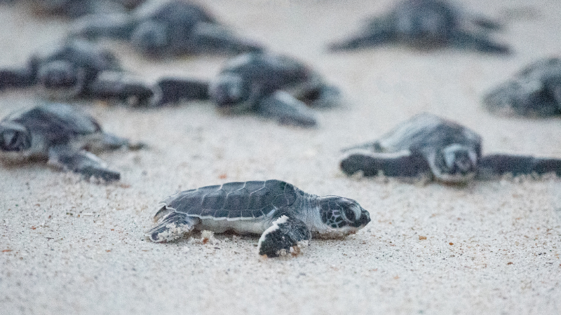 Sea Turtle Hatchlings in South Padre Island, TX