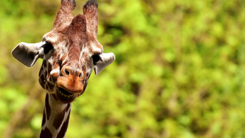 Giraffe at Bronx Zoo, NY