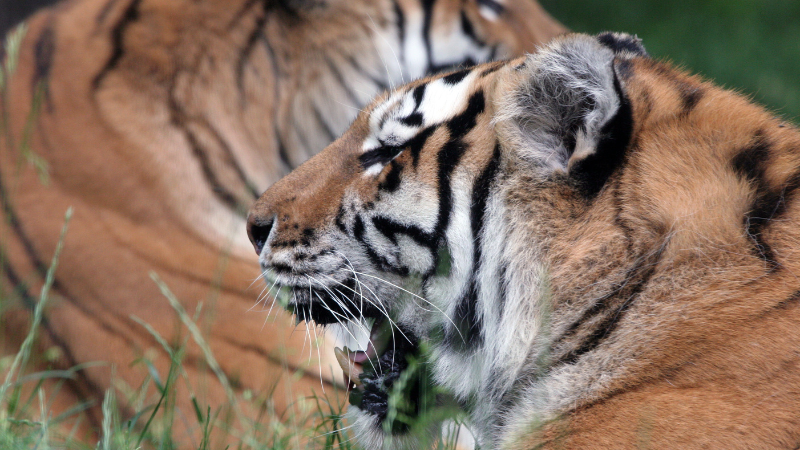 Tigers at Bronx Zoo, NY