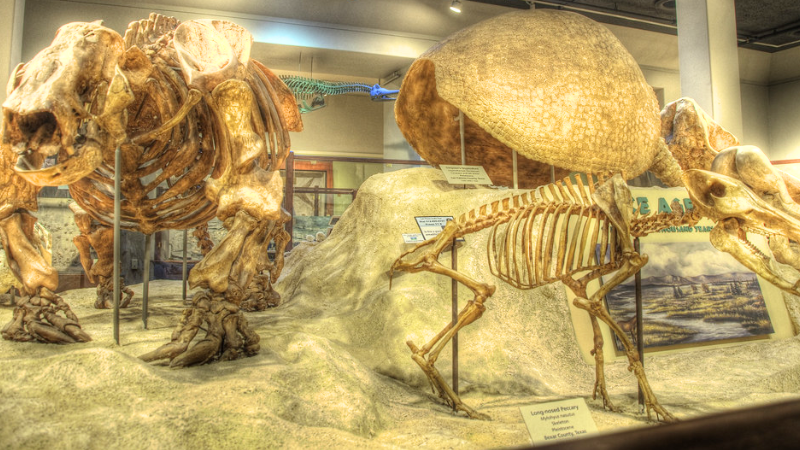 Fossil Exhibit at the Texas Memorial Museum Austin, TX